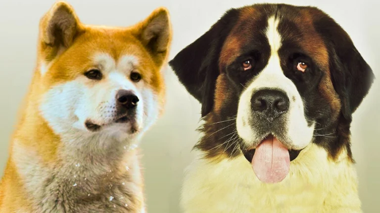 Top 20 Dog Movies to Celebrate Dog Day