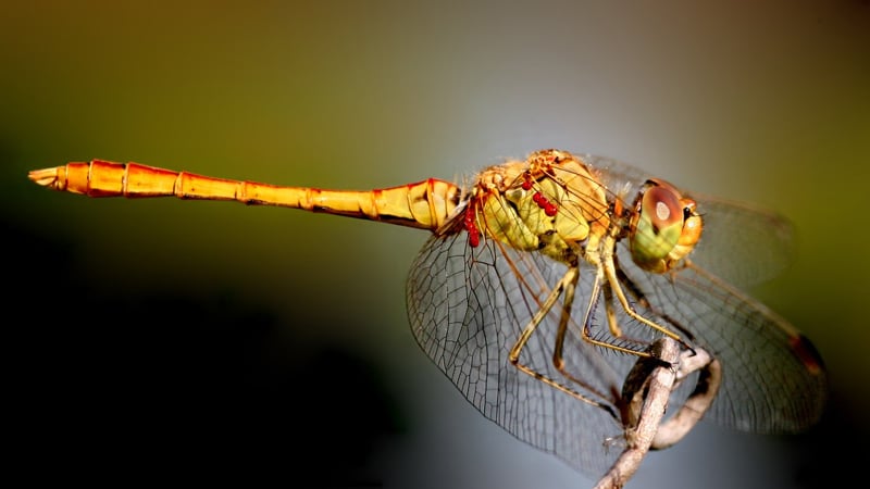 Are Dragons Real And Do They Exist? 