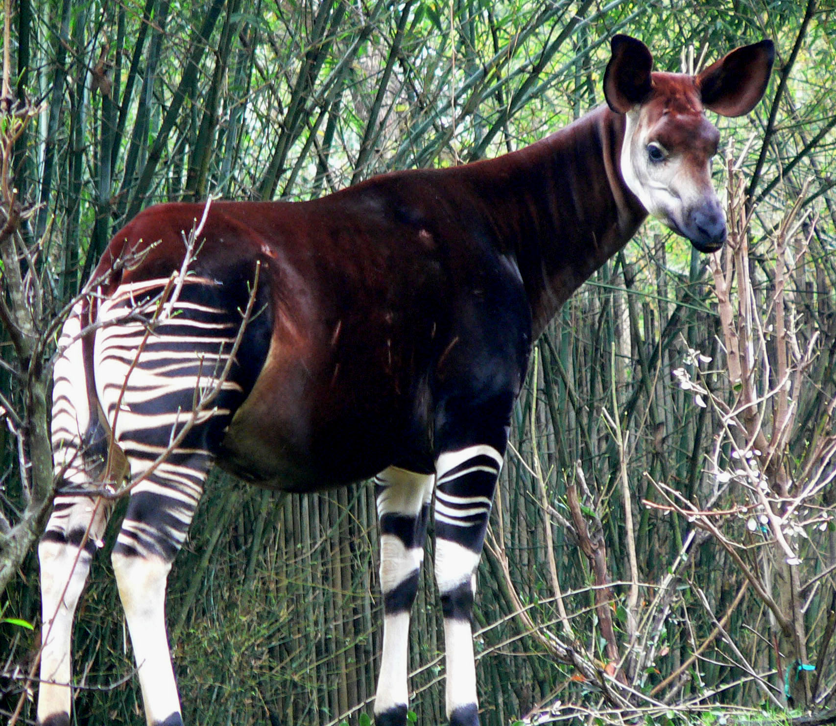Attack on Titan: What Is the Okapi Titan? The Mysterious Being Explained!