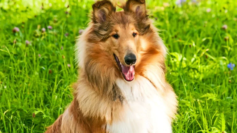 The Times Reveals the 10 Most Famous Dogs From Film and Television