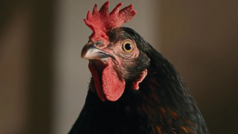 First Clip From the Ari Aster-Produced ‘Hen’ Follows One Determined Chicken’s Fight for Survival